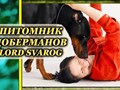 Владелец и заводчик питомника доберманов Lord Svarog - Алена Крупецкова с доберманом своего разведения - Акамир Божидар. 2025 год, Москва - Россия.