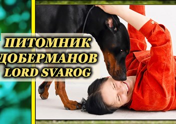 Владелец и заводчик питомника доберманов Lord Svarog - Алена Крупецкова с доберманом своего разведения - Акамир Божидар. 2025 год, Москва - Россия.