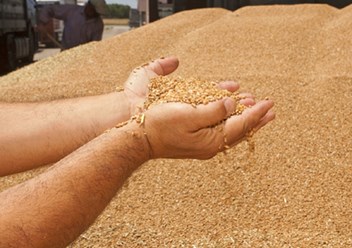 зерно, пшеница на элеваторе
