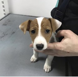 Фото компании  Китико вет 1