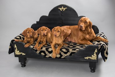 Лежанка кроватка для собаки и кошки