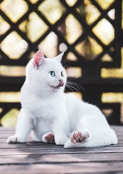 Шотландский котик продается, звоните 89857735080
