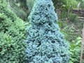 Ель сизая Сандерс Блу