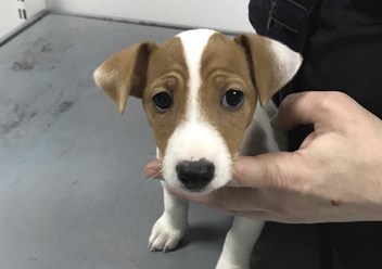 Фото компании  Китико вет 1