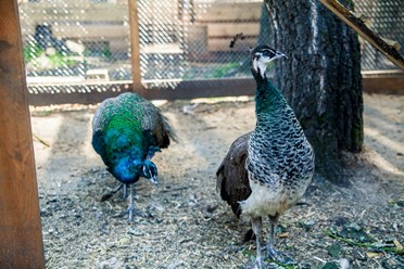 Фото компании  Сар-Герел Алтая, усадьба-ресторан 9