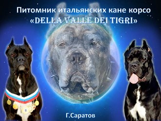 Фото компании  Питомник "Della Valle Dei Tigri" 1