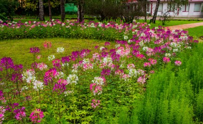 Фото компании  Primula 2