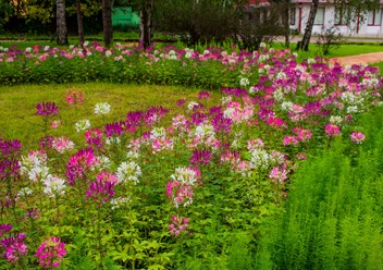 Фото компании  Primula 2