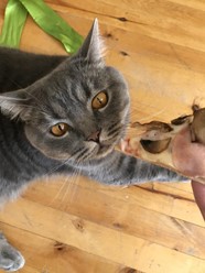 Фото компании  Додо Пицца, сеть пиццерий 14