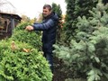 Фото компании ИП Магазин садовых деревьев и кустарников из питомника 1
