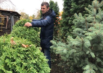 Фото компании ИП Магазин садовых деревьев и кустарников из питомника 1