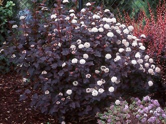 Фото компании ИП Садовый центр "Green Town" 21