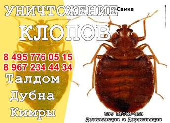 #дезинфекция 
#уничтожениеклопов 
#дезинсекция 
#уничтожениеклопов 
#уничтожениенасекомых 
#дезинсекцияколомна 
#дезинфекцияколомна 
#уничтожениекомаровколомна 
#уничтожениеклоповколомнепрофидез