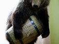 Фото компании ООО Корзу Тревел 4