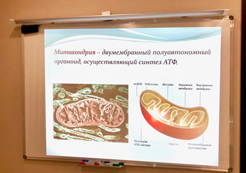 Презентации к каждому занятию. Каждый кабинет оборудован качественным проектором, ноутбуками, досками с антибликовым покрытием.