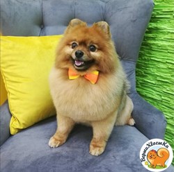 Фото компании  ВертиХвостка 11