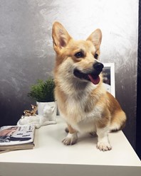 Фото компании  Груминг - салон "Оливер" 4