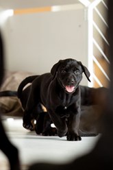 Фото компании ИП Дом для Хвоста 4