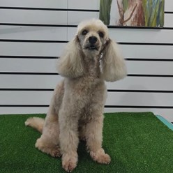 Фото компании  Зооцирюльня ГрумЛюкс 6