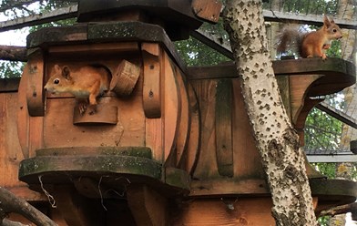 Фото компании ИП Комплекс парков "Дикие белки" 2