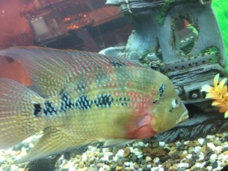 Фото компании  Мамуля, кафе 35