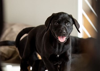 Фото компании ИП Дом для Хвоста 4