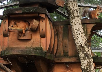 Фото компании ИП Комплекс парков "Дикие белки" 2