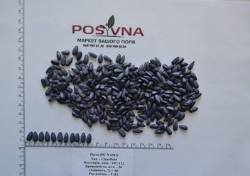 Фото фракції і доробки насіння соняшника Пегас