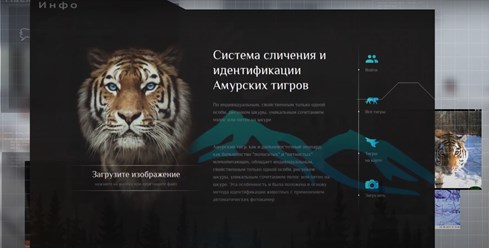 Система сличения и идентификации Амурских тигров