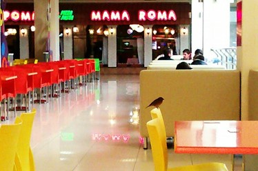 Фото компании  Mama Roma, итальянский ресторан 19