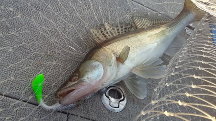 Рыбалка с гидом в Самаре