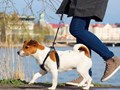 Фото компании  VOX 1