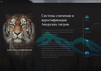 Система сличения и идентификации Амурских тигров