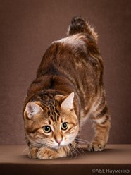 Фото компании  Moy Meow 5