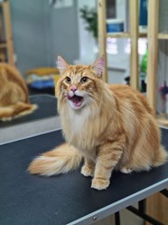 Фото компании  Кабинет красоты для кошек и собак 3