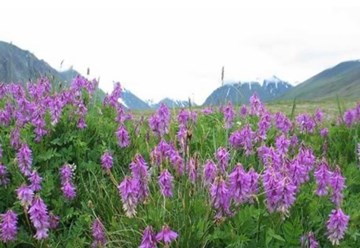 Фото компании  Алтайские Корни 8