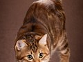 Фото компании  Moy Meow 5