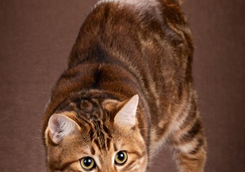 Фото компании  Moy Meow 5