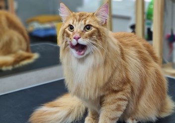 Фото компании  Кабинет красоты для кошек и собак 3