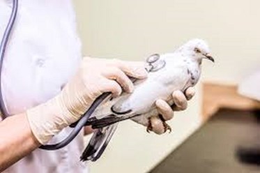 Фото компании ООО Белый Бим на Пловдинской 5