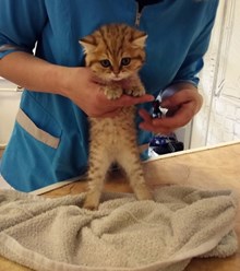 Фото компании  КОТиКо 8