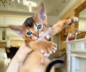 Абиссинский котенок в питомнике Звездный Пантеон