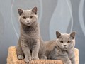 Британские голубые котята в питомнике Allure