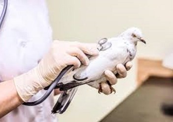 Фото компании ООО Белый Бим на Пловдинской 5
