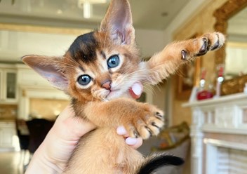 Абиссинский котенок в питомнике Звездный Пантеон