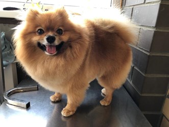 Фото компании  "Я-грумер" 3