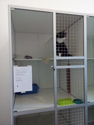 Стандартный номер в зоогостинице "Кошкино"