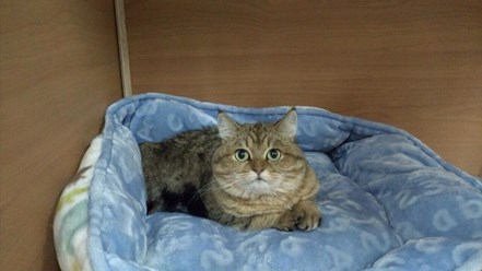 Фото компании  Гостиница для кошек "МУРРОТЕЛЬ" 31