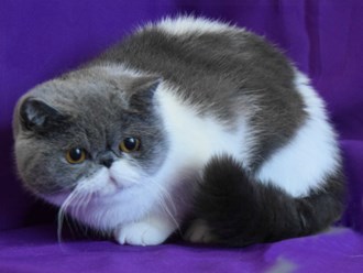 Голубой с белым экзотический короткошерстный кот.