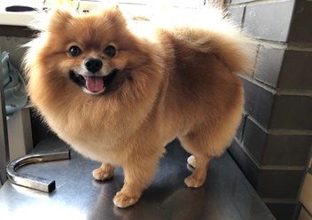 Фото компании  "Я-грумер" 3